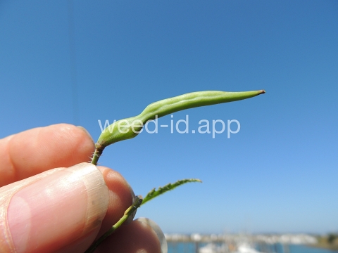 radish